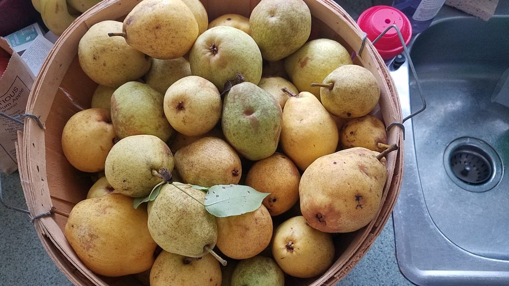 Pears